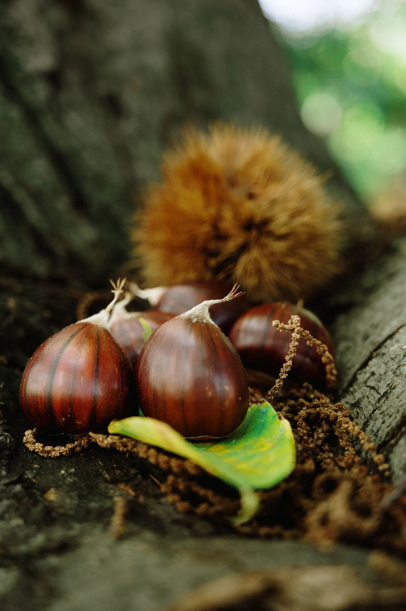 Food photography — chestnuts — ORIA.FILMS