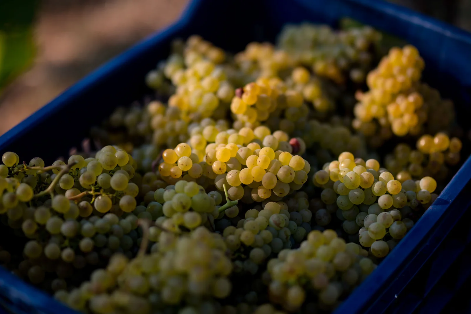 Food photography — grapes crate — ORIA.FILMS
